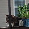 animal, background_blur, balcony, cat, container, curious, domestic, exploration, feline, greenery, leafy, nature, outdoor, pet, plant_pot, potted_plant, railing, tabby, window, wood