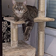 Mystère participe au concours pour gagner de l'argent avec cette photo : animal, carpeted, cat, cat_tree, cushion, cute, door, dormitory, feline, fur, household, indoor, lounging, patterned, paw, pet, relaxed, resting, tabby_cat, whiskers