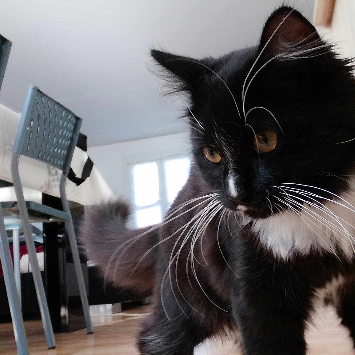 Oreo
