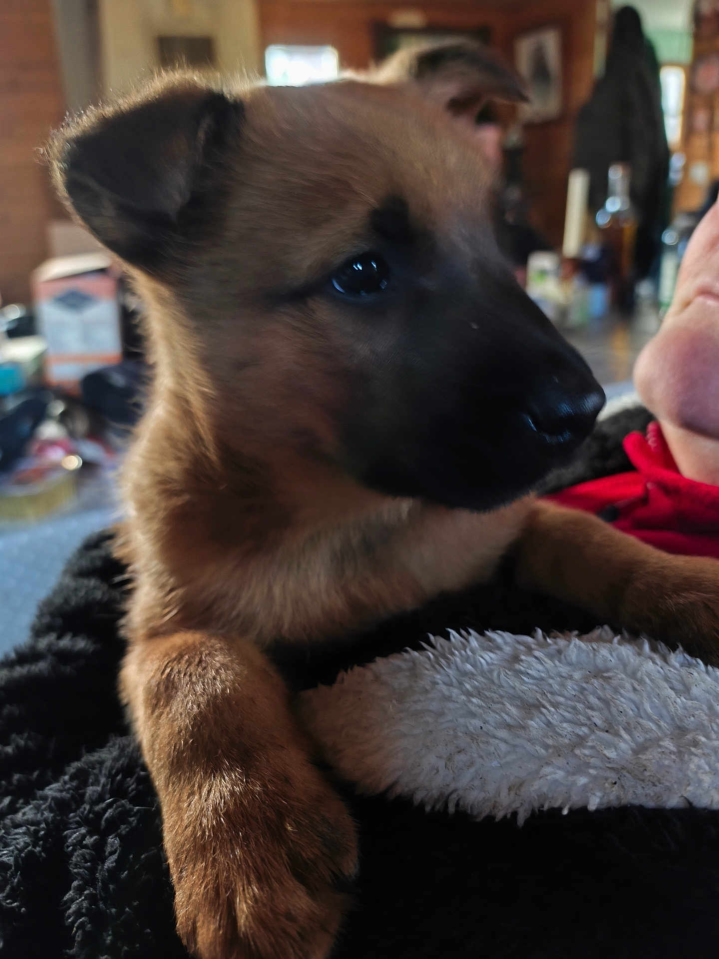 Sam participe au concours pour gagner de l'argent avec cette photo : puppy, dog, pet, close_up, furry, indoor, person, hand, jacket, fuzzy, brown_fur, black_nose, ears, face, cute, animal, cozy, blurred_background, holding, warm