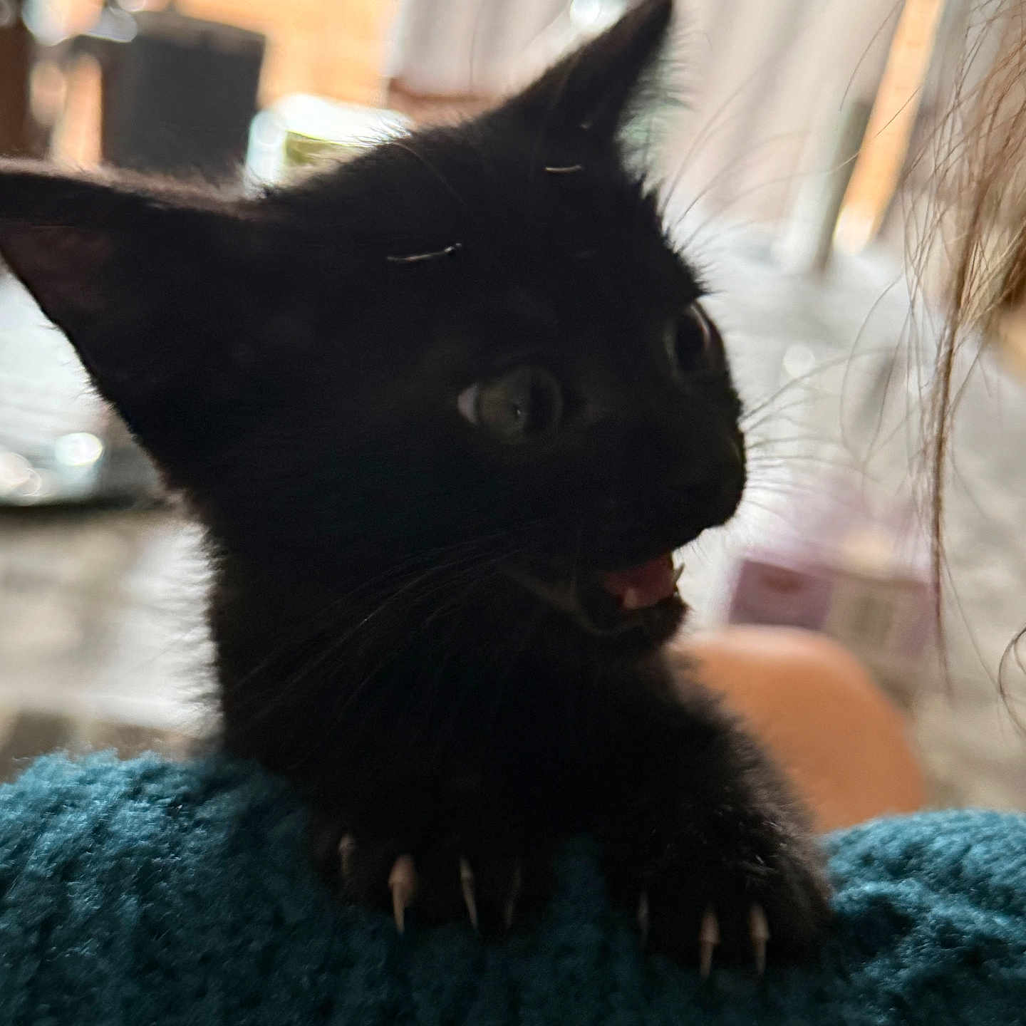 Athéna participe au concours pour gagner de l'argent avec cette photo : animal, blackcat, cat, kitten, manx, pet, siamese