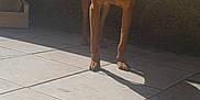 Pipoca participe au concours pour gagner de l'argent avec cette photo : accessories, animal, back, bulldog, canine, dog, flagstone, goldenretriever, hound, labradorretriever, leash, path, pet, pointer, puppy, sidewalk, slate, strap, tile, walkway