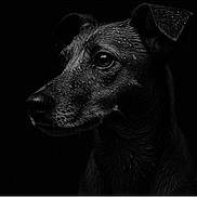 Pipoca participe au concours pour gagner de l'argent avec cette photo : animal, animal_portrait, black_and_white, canine, close_up, dark_background, dog, ears, fur, intense_gaze, monochrome, muzzle, no_human, pet, portrait, side_view, studio_lighting, texture, water_droplets, wet