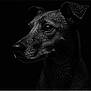 animal, animal_portrait, black_and_white, canine, close_up, dark_background, dog, ears, fur, intense_gaze, monochrome, muzzle, no_human, pet, portrait, side_view, studio_lighting, texture, water_droplets, wet