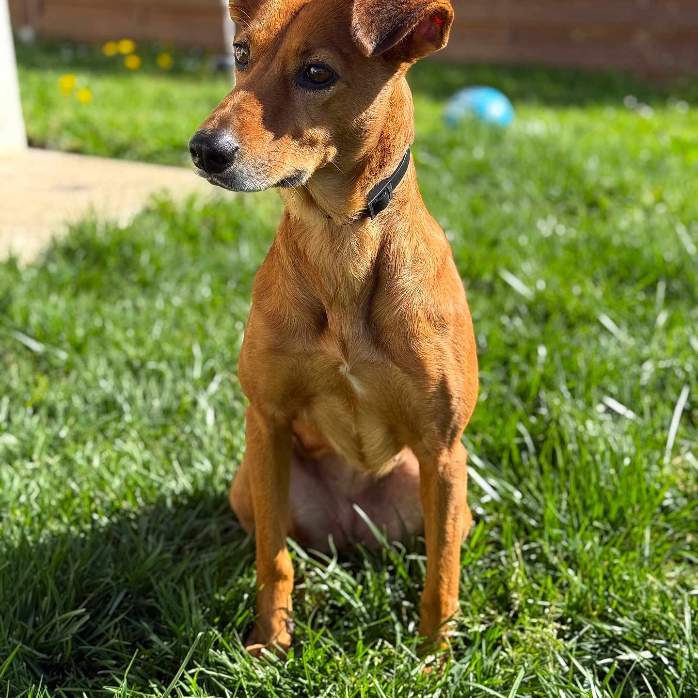 Pipoca participe au concours pour gagner de l'argent avec cette photo : accessories, animal, canine, chihuahua, countryside, dog, field, grass, grassland, hound, labradorretriever, lawn, leash, nature, outdoors, pet, plant, puppy, strap, summer
