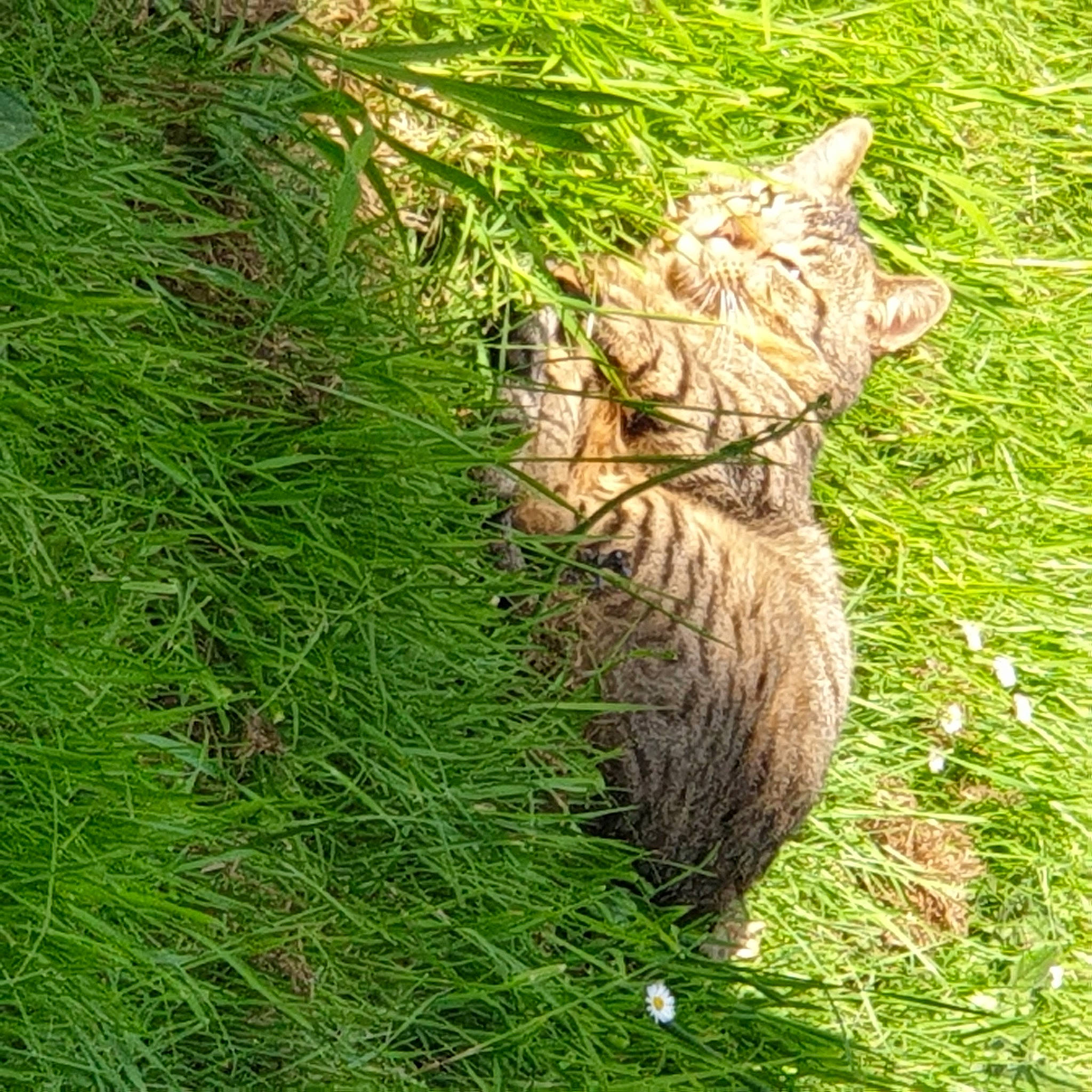 Ronaldo a rejoint le concours — aidez-le/la à gagner de superbes lots ! art, carnivore, cat, fawn, felidae, fur, grass, grassland, groundcover, plant, shrub, small_to_medium_sized_cats, snout, tail, terrestrial_animal, terrestrial_plant, trunk, whiskers, wildlife, wood