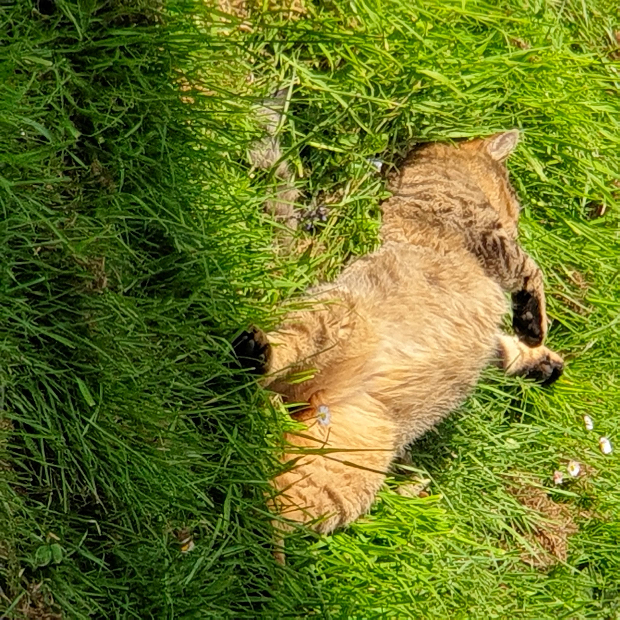 Ronaldo participe au concours pour gagner de l'argent avec cette photo : fawn, felidae, fur, grass, grassland, groundcover, human_leg, natural_landscape, pasture, plant, shadow, small_to_medium_sized_cats, soil, sporting_group, tail, terrestrial_animal, trunk, whiskers, wildlife, wood