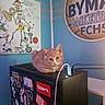 cat, computer_tower, stickers, orange_cat, indoor, wall_art, poster, technology, cables, multitasking_drawing, basketball_poster, relaxed, feline, electronics, table, blue_wall, decor, cute, pet, animal