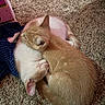 cat, kitten, sleeping, curled_up, carpet, indoor, pet, feline, fur, cute, cozy, resting, animal, two_animals, domestic, blue_fabric, household, companionship, warmth, close