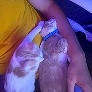 Fish And Chip is registered to the contest to win money with this photo: cat, kitten, pets, lap, person, arm, yellow_shirt, blue_collar, gaming_controller, hand, indoor, resting, snuggling, fur, comfort, relaxation, blue_light, orange_and_white, cute, domestic_animal