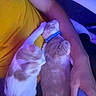 cat, kitten, pets, lap, person, arm, yellow_shirt, blue_collar, gaming_controller, hand, indoor, resting, snuggling, fur, comfort, relaxation, blue_light, orange_and_white, cute, domestic_animal