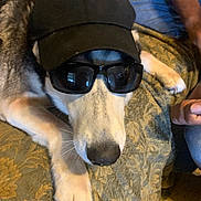 Nova joined the competition — help win amazing prizes! dog, canine, pet, sunglasses, cap, hat, indoor, blanket, fur, paw, resting, closeup, companion, animal, muzzle, domestic_animal, relaxed, brown, black, white