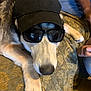 dog, canine, pet, sunglasses, cap, hat, indoor, blanket, fur, paw, resting, closeup, companion, animal, muzzle, domestic_animal, relaxed, brown, black, white