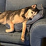 Nova is registered to the contest to win money with this photo: dog, husky, couch, blue_couch, pillow, indoor, resting, relaxed, plush_toy, polar_bear_toy, pet, animal, fur, snout, ear, paw, home, living_room, furniture, sleepy