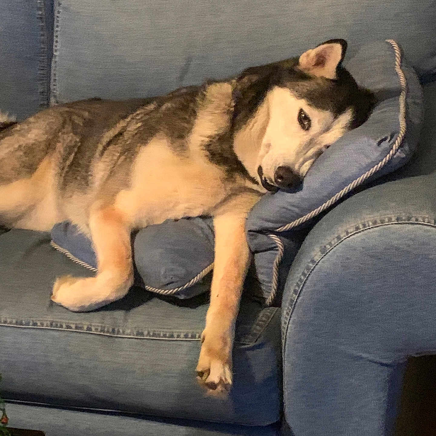 Nova is registered to the contest to win money with this photo: animal, blue_couch, couch, dog, ear, fur, furniture, home, husky, indoor, living_room, paw, pet, pillow, plush_toy, polar_bear_toy, relaxed, resting, sleepy, snout