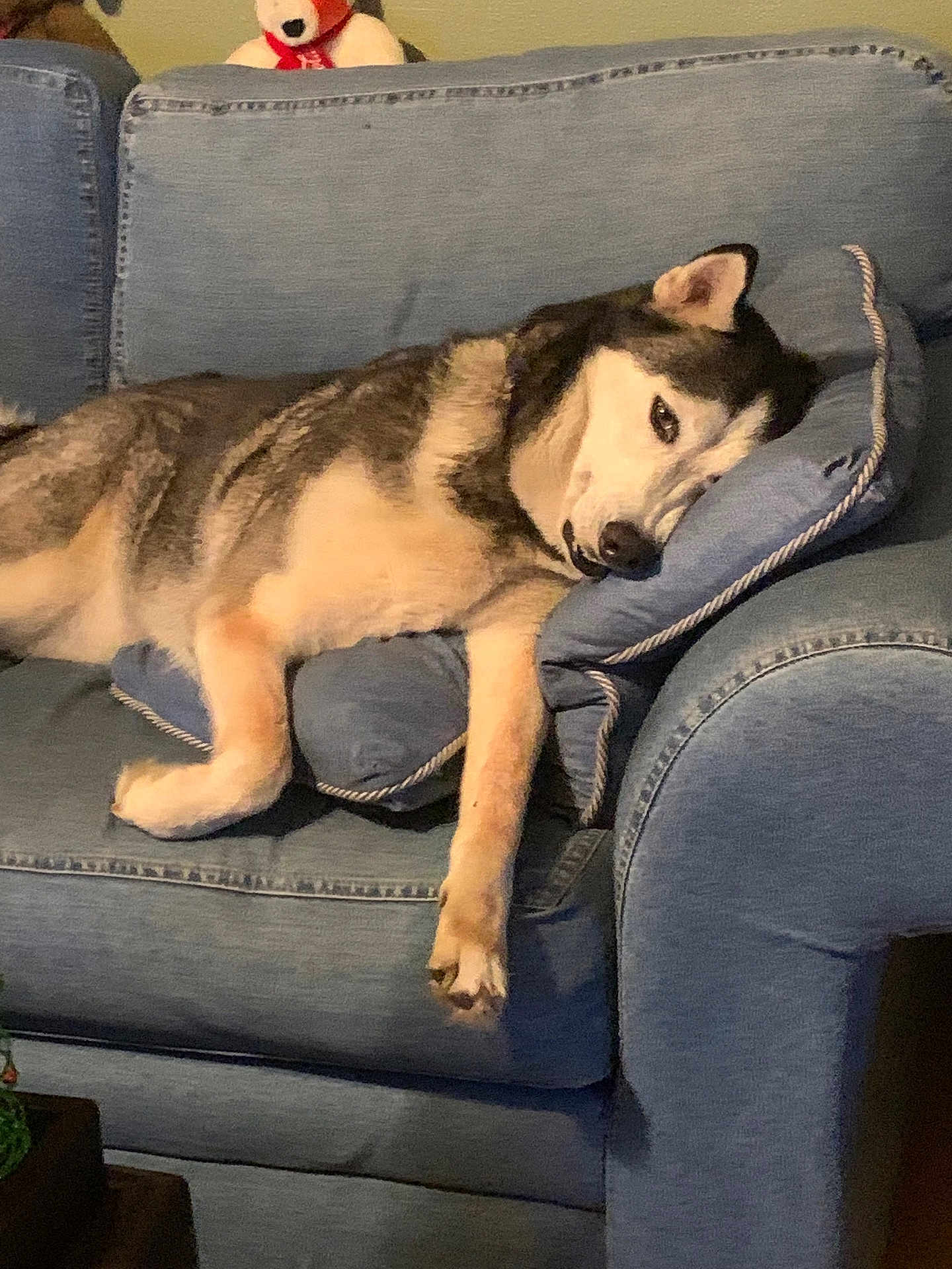 Nova