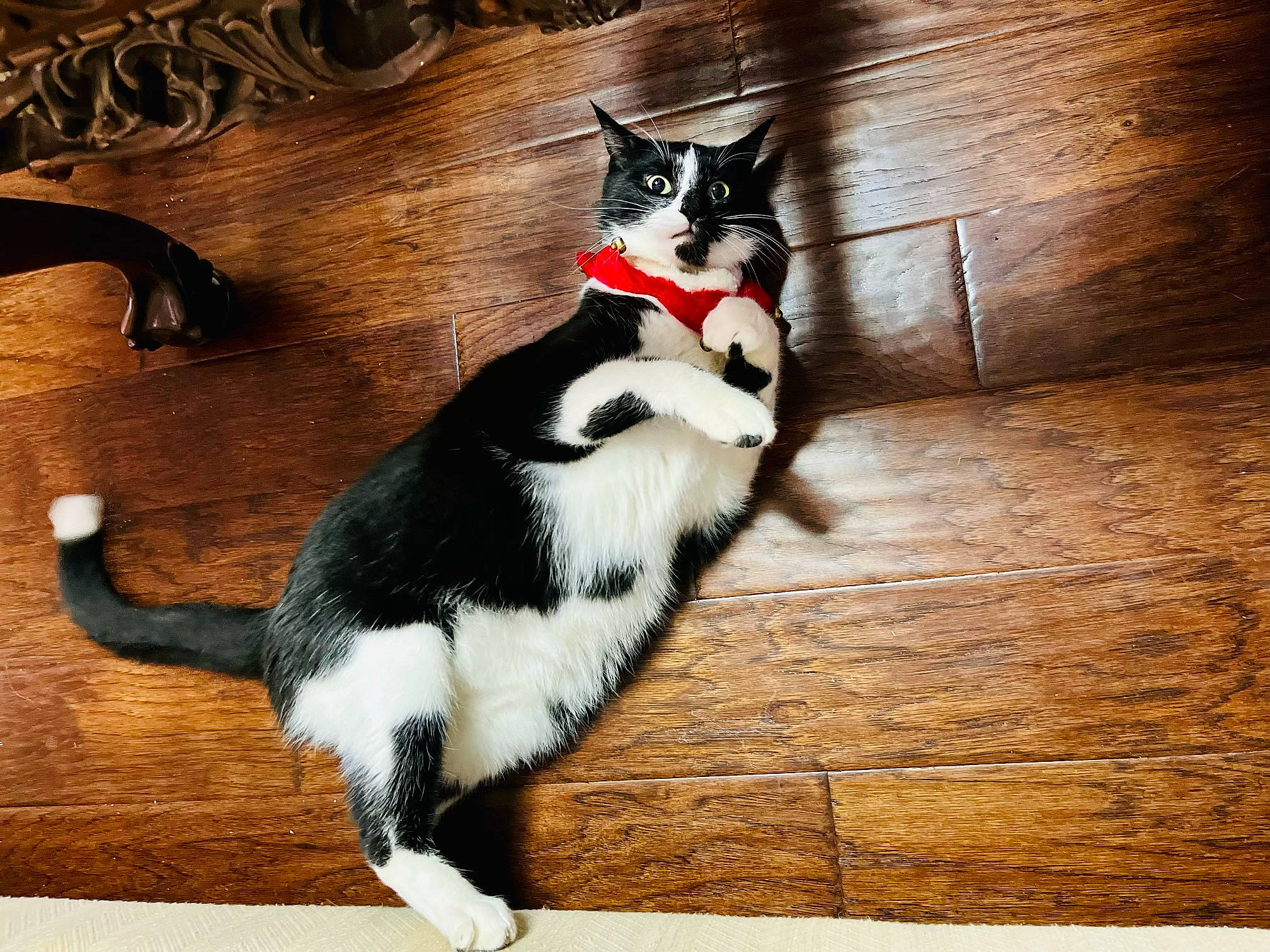 Felix joined the competition — help win amazing prizes! black_cat, carnivore, cat, domestic_short_haired_cat, felidae, floor, flooring, fur, hardwood, houseplant, laminate_flooring, plant, small_to_medium_sized_cats, snout, tail, tree, whiskers, wood, wood_flooring, wood_stain