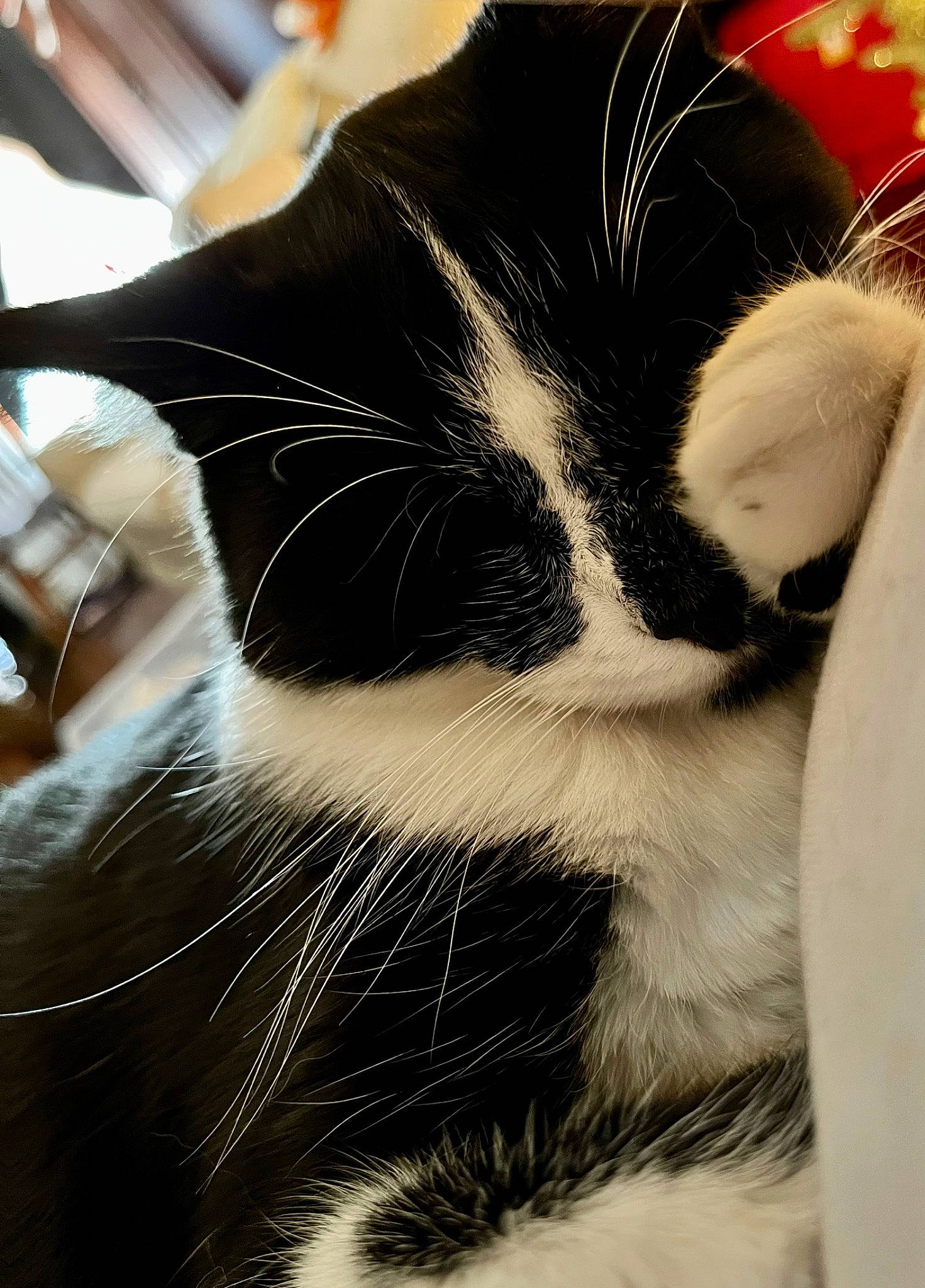 Felix is registered to the contest to win money with this photo: carnivore, cat, claw, cloud, comfort, domestic_short_haired_cat, felidae, foot, fur, human_leg, monochrome, monochrome_photography, nap, paw, sky, small_to_medium_sized_cats, snout, tail, terrestrial_animal, whiskers