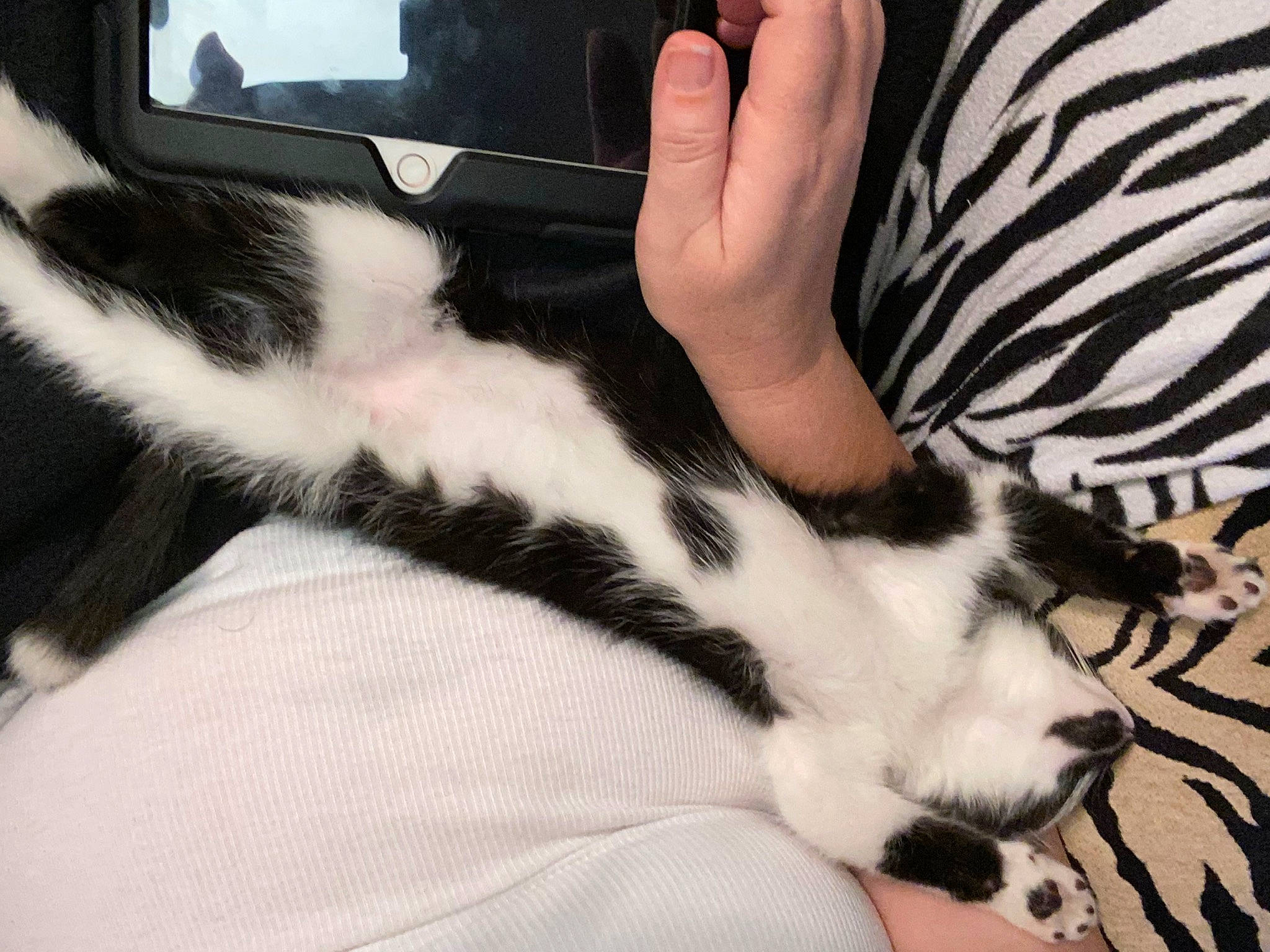 Felix is registered to the contest to win money with this photo: carnivore, cat, claw, comfort, domestic_short_haired_cat, eye, felidae, foot, fur, hand, human_leg, lap, mammal, nail, paw, small_to_medium_sized_cats, snout, tail, thigh, whiskers