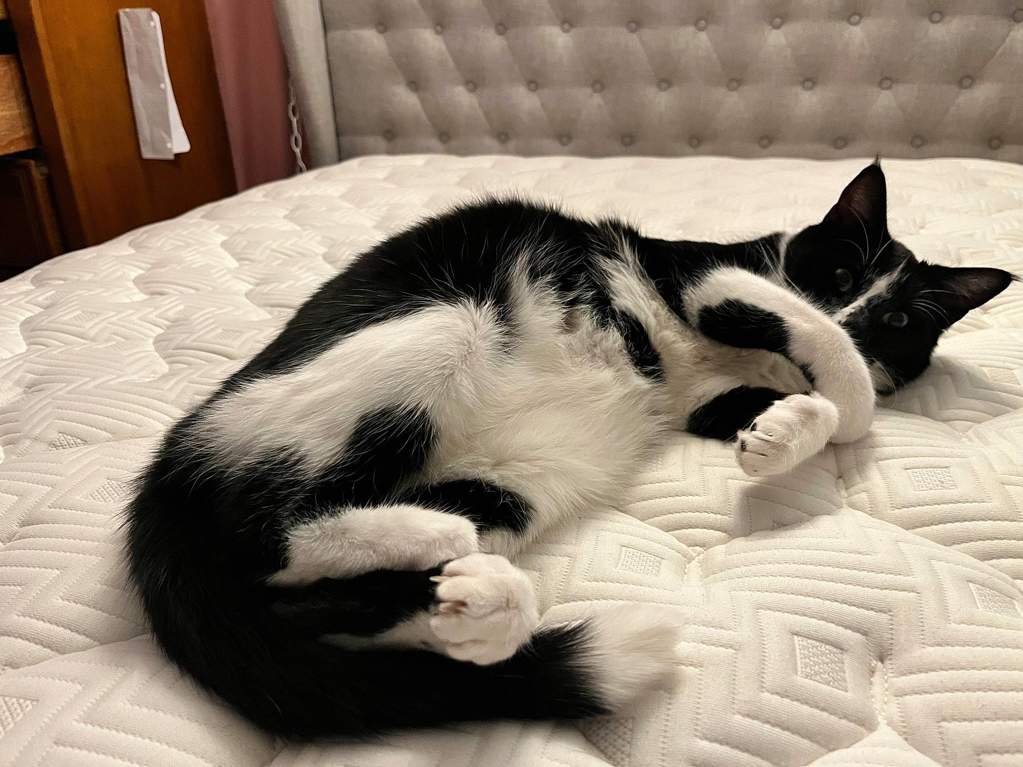 Felix joined the competition — help win amazing prizes! bedding, cabinetry, carnivore, cat, claw, comfort, domestic_short_haired_cat, eye, felidae, flooring, fur, grey, linens, monochrome, monochrome_photography, paw, room, small_to_medium_sized_cats, tail, whiskers