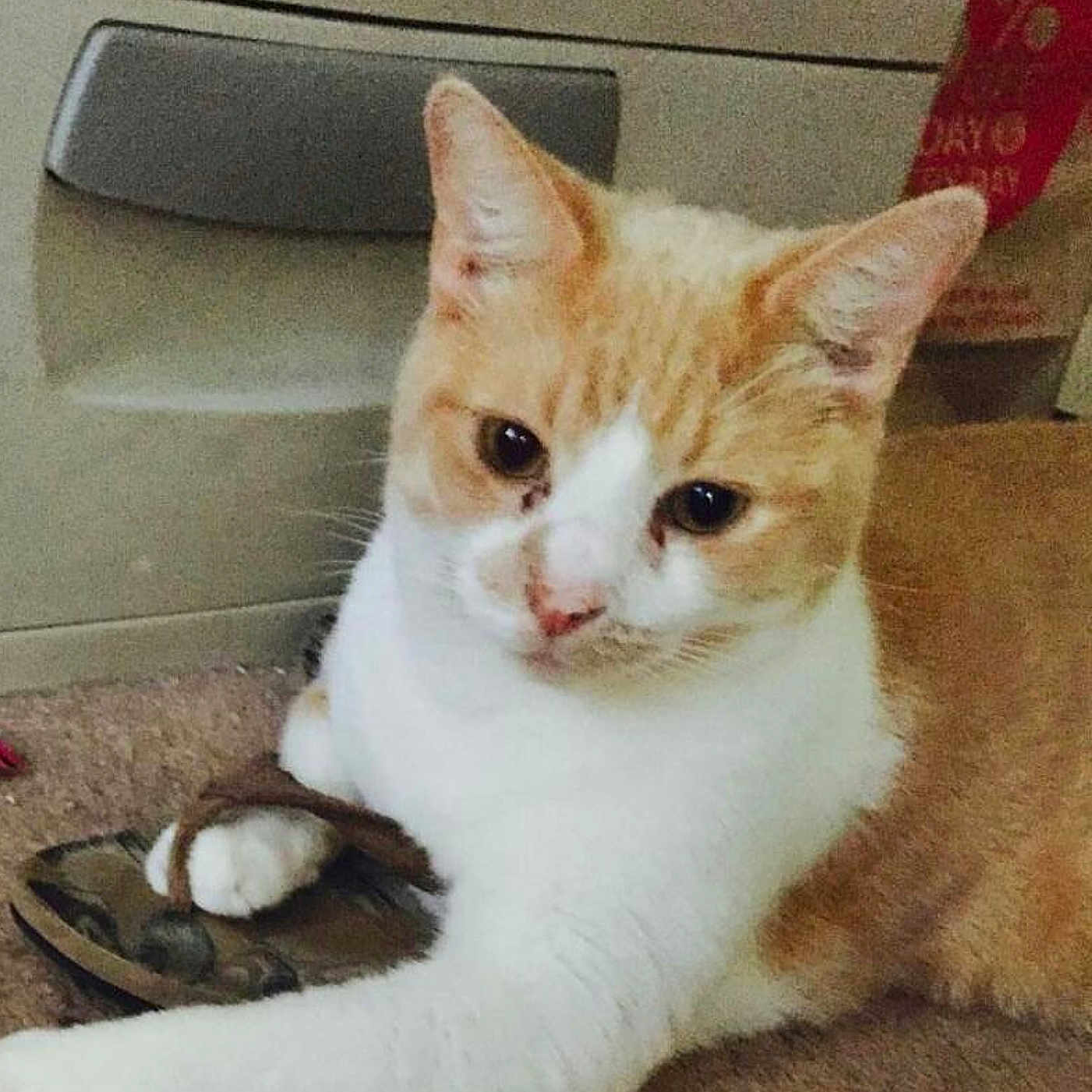 Peanut