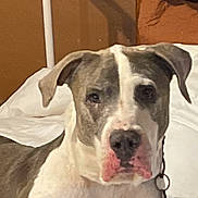 Eva Baker joined the competition — help win amazing prizes! bed, blanket, collar, dog, domestic_animal, ears, face, gray_fur, indoor, knitted_blanket, nose, paws, pet, pillow, pitbull, portrait, resting, staring, wall, white_fur