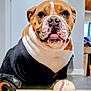 bulldog, dog, baseball, sportswear, indoor, tile_floor, pet, animal, brown, white, black_jacket, closeup, attention, cute, paw, toy, floor, background, house, pet_clothing