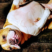 Flubbs is registered to the contest to win money with this photo: dog, bulldog, pet, animal, lying_down, relaxed, couch, indoor, brown, white, cute, face, paw, fur, snout, resting, companion, domestic_animal, canine, lazy