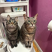 Louie joined the competition — help win amazing prizes! cat, tabby_cat, toilet, bathroom, pink_wall, sitting, curious, pets, household_items, trash_bin, toilet_paper, shelf, box, domestic, indoor, floor, wooden_floor, two_cats, looking_up, close_up