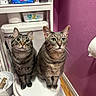cat, tabby_cat, toilet, bathroom, pink_wall, sitting, curious, pets, household_items, trash_bin, toilet_paper, shelf, box, domestic, indoor, floor, wooden_floor, two_cats, looking_up, close_up