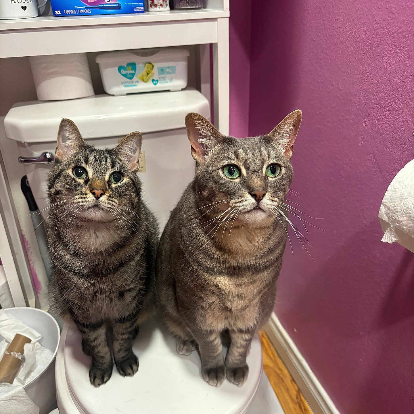 Louie joined the competition — help win amazing prizes! cat, tabby_cat, toilet, bathroom, pink_wall, sitting, curious, pets, household_items, trash_bin, toilet_paper, shelf, box, domestic, indoor, floor, wooden_floor, two_cats, looking_up, close_up