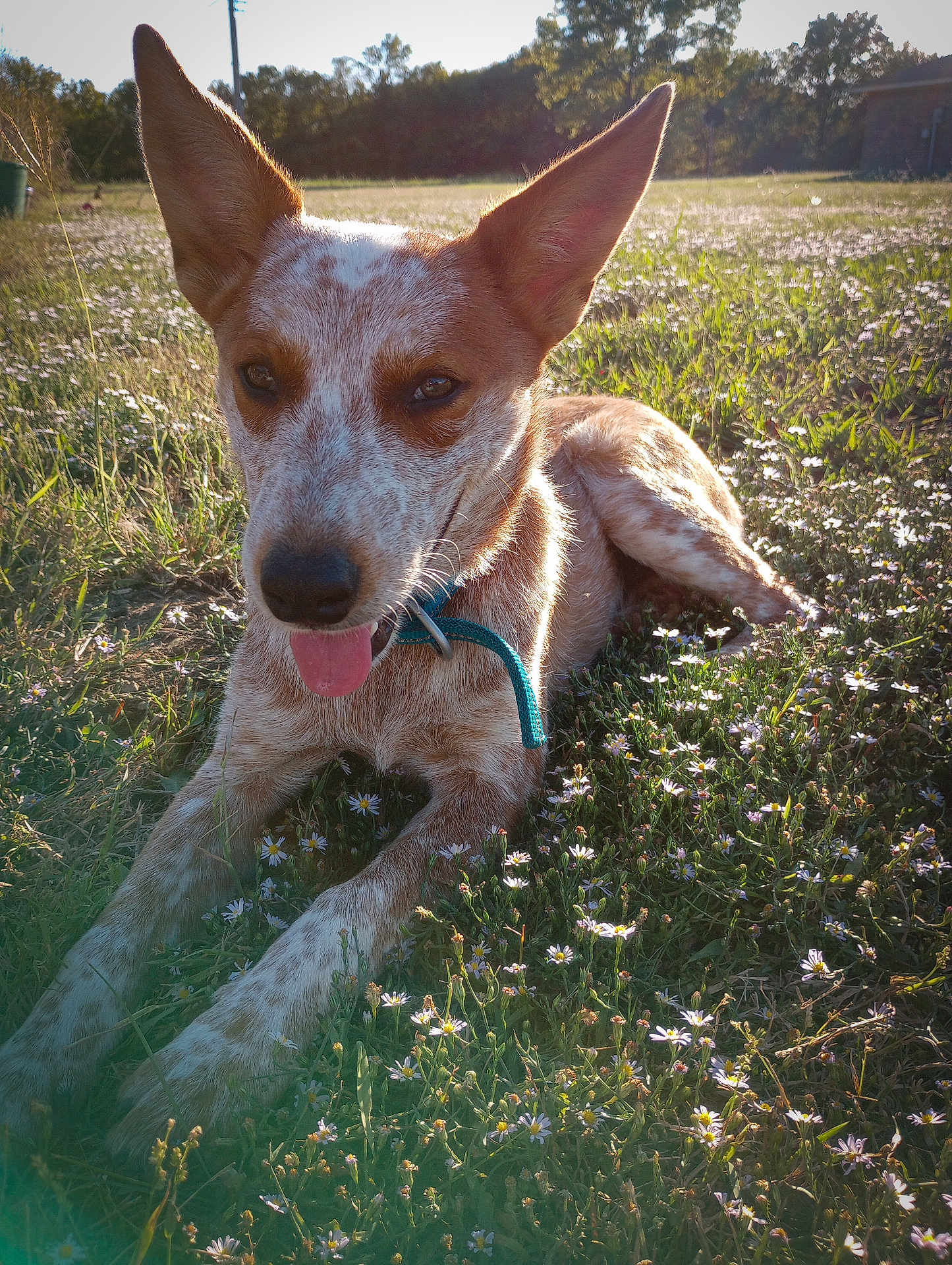Jasper Jackson is registered to the contest to win money with this photo: dog, animal, outdoor, field, flowers, grass, sunlight, pet, ears, tongue, nature, happy, lying_down, collar, canine, summer, daylight, closeup, mammal, playful