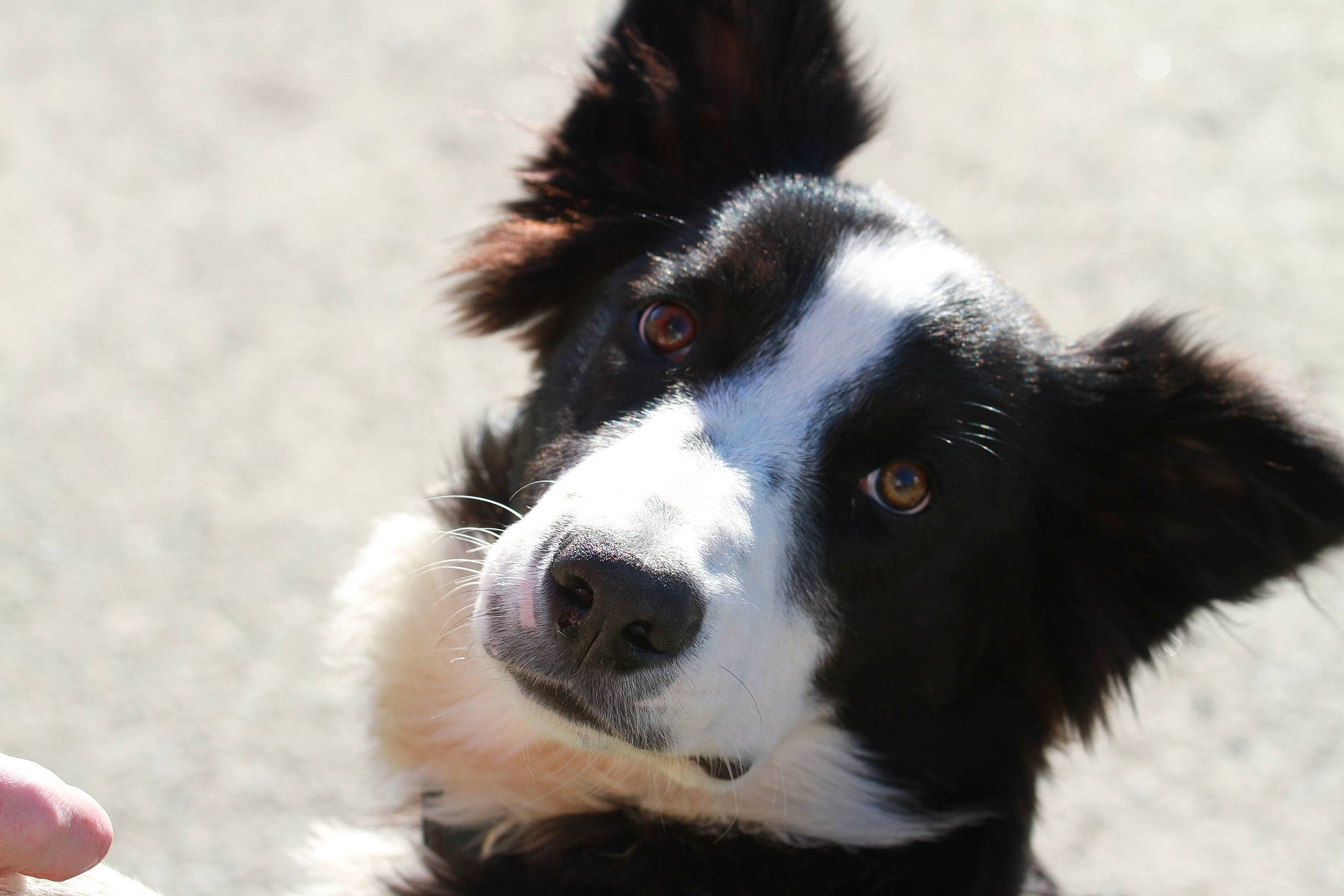 Tiago participe au concours pour gagner de l'argent avec cette photo : australian_collie, borador, border_collie, bucovina_shepherd_dog, canidae, carnivore, companion_dog, dog, dog_breed, fur, herding_dog, mcnab, snout, sporting_group, terrestrial_animal, whiskers, working_animal, working_dog
