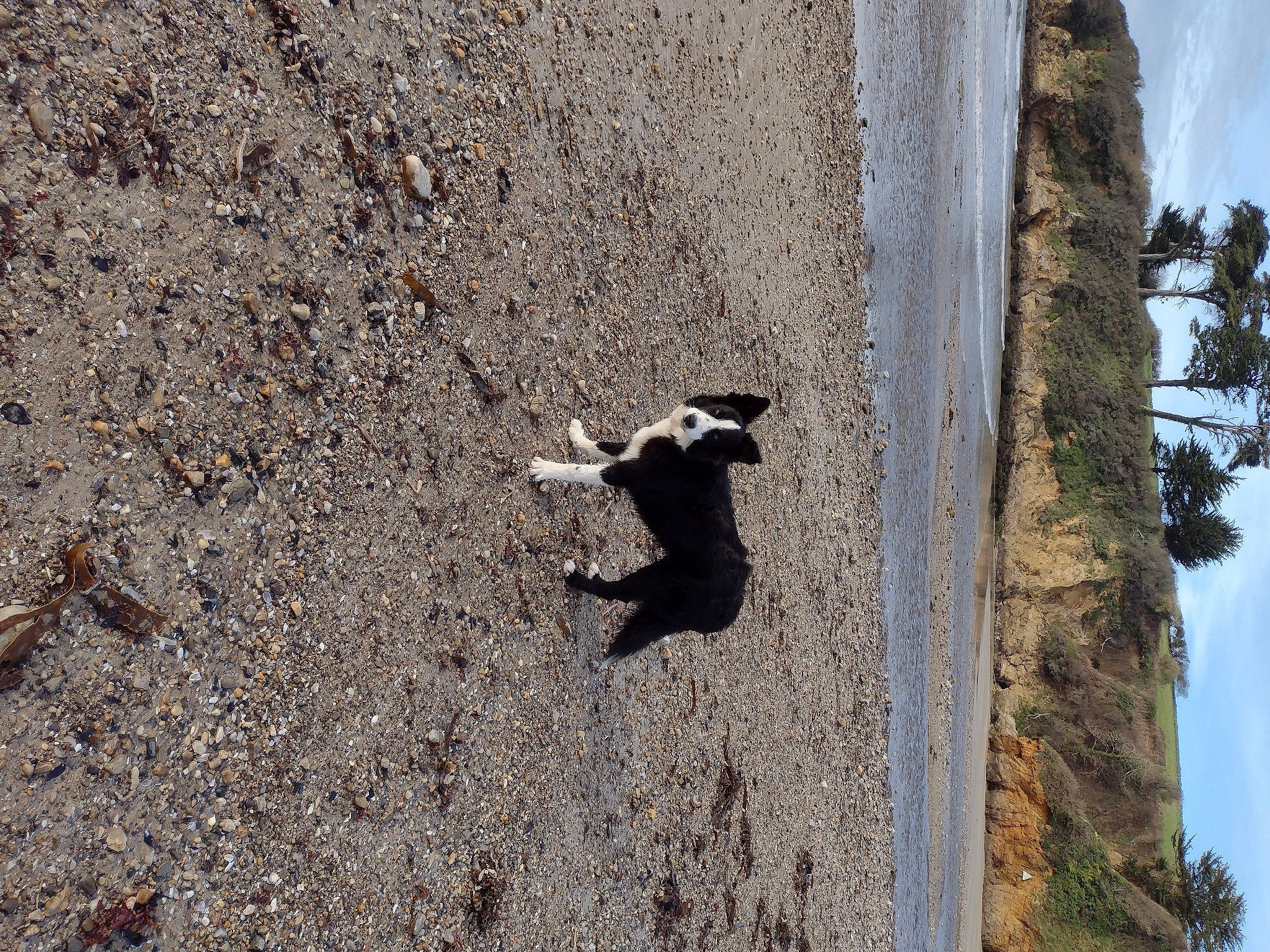 Tiago a rejoint le concours — aidez-le/la à gagner de superbes lots ! asphalt, bedrock, carnivore, concrete, landscape, plant, road_surface, rock, shadow, sky, soil, sporting_group, tail, terrestrial_animal, tree, trunk, wildlife, wood