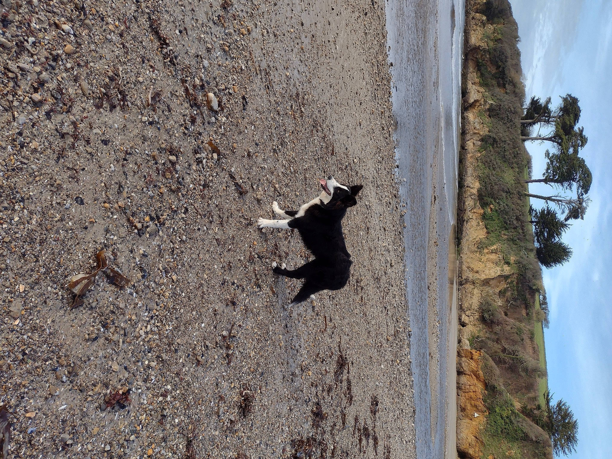 Tiago a rejoint le concours — aidez-le/la à gagner de superbes lots ! art, asphalt, bedrock, cat, cloud, concrete, felidae, landscape, plant, road_surface, rock, sculpture, shadow, sky, soil, tail, terrestrial_animal, tree, trunk, wood