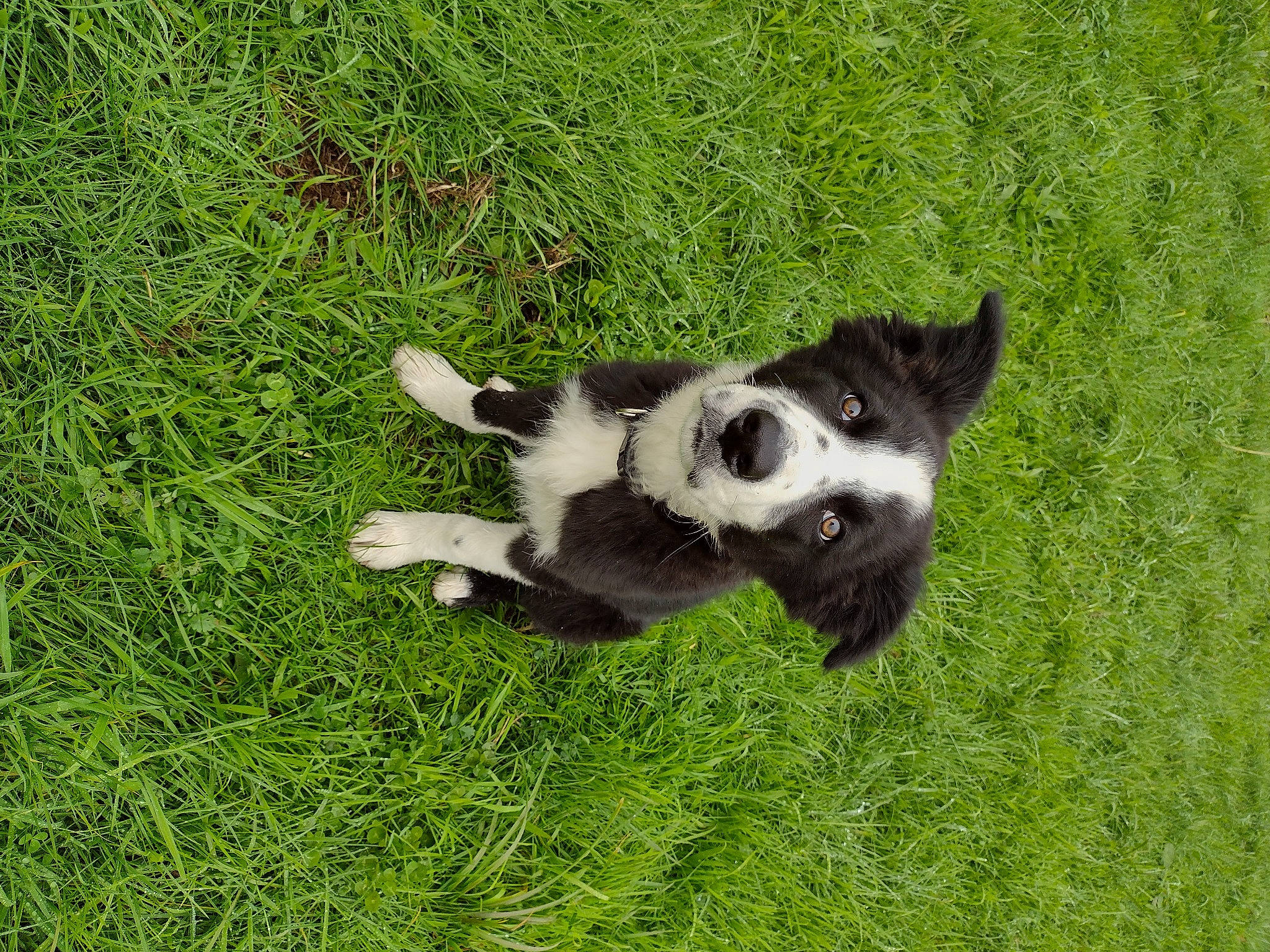 Tiago a rejoint le concours — aidez-le/la à gagner de superbes lots ! canidae, carnivore, companion_dog, dog, dog_breed, grass, grassland, groundcover, herding_dog, non_sporting_group, pasture, plant, snout, sporting_group, tail, terrestrial_animal, working_animal