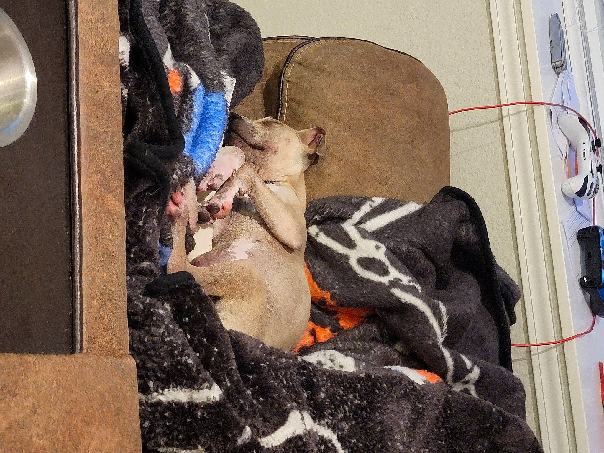 Scooby is registered to the contest to win money with this photo: art, barechested, building, city, event, facade, fur, gas, street