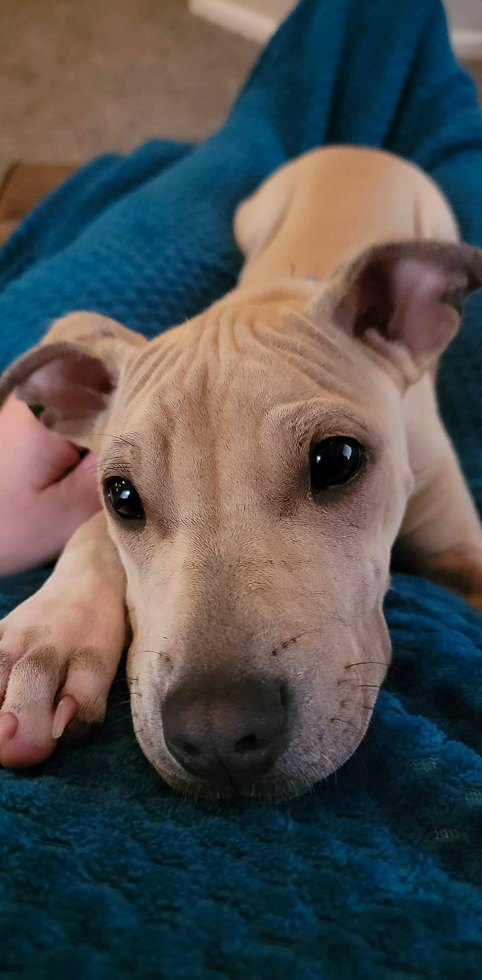 Scooby is registered to the contest to win money with this photo: ancient_dog_breeds, canidae, carnivore, collar, companion_dog, dog, dog_breed, ear, fawn, guard_dog, non_sporting_group, pet_supply, puppy, snout, sporting_group, terrestrial_animal, terrier, whiskers, working_animal