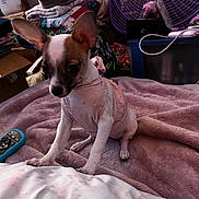 Freya joined the competition — help win amazing prizes! dog, puppy, small_dog, pink_clothing, blanket, remote_control, fan, container, clothes, bedroom, indoor, pet, fur, ears, cute, white, brown, soft_texture, resting, household_items