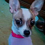 Freyaiona is registered to the contest to win money with this photo: animal, brown_and_white, canine, close_up, collar, cute, dog, domestic_animal, ears, floor, food_bowl, household, indoor, looking_away, pet, puppy, purple_sweater, small_dog, wooden_cabinet, young_dog