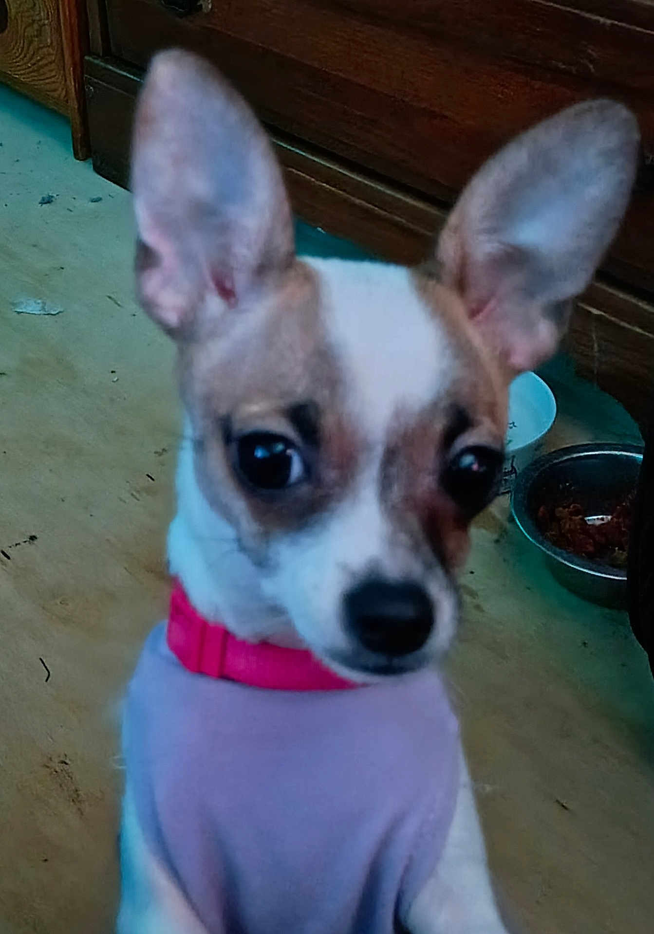 Freyaiona is registered to the contest to win money with this photo: animal, brown_and_white, canine, close_up, collar, cute, dog, domestic_animal, ears, floor, food_bowl, household, indoor, looking_away, pet, puppy, purple_sweater, small_dog, wooden_cabinet, young_dog