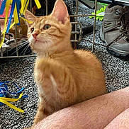 Marmalade joined the competition — help win amazing prizes! kitten, orange_tabby, cat, indoor, carpet, person_leg, cage, ribbons, toy, brown_shoes, furry, curious, pet, animal, closeup, young_cat, whiskers, ears, floor, domestic