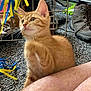 kitten, orange_tabby, cat, indoor, carpet, person_leg, cage, ribbons, toy, brown_shoes, furry, curious, pet, animal, closeup, young_cat, whiskers, ears, floor, domestic