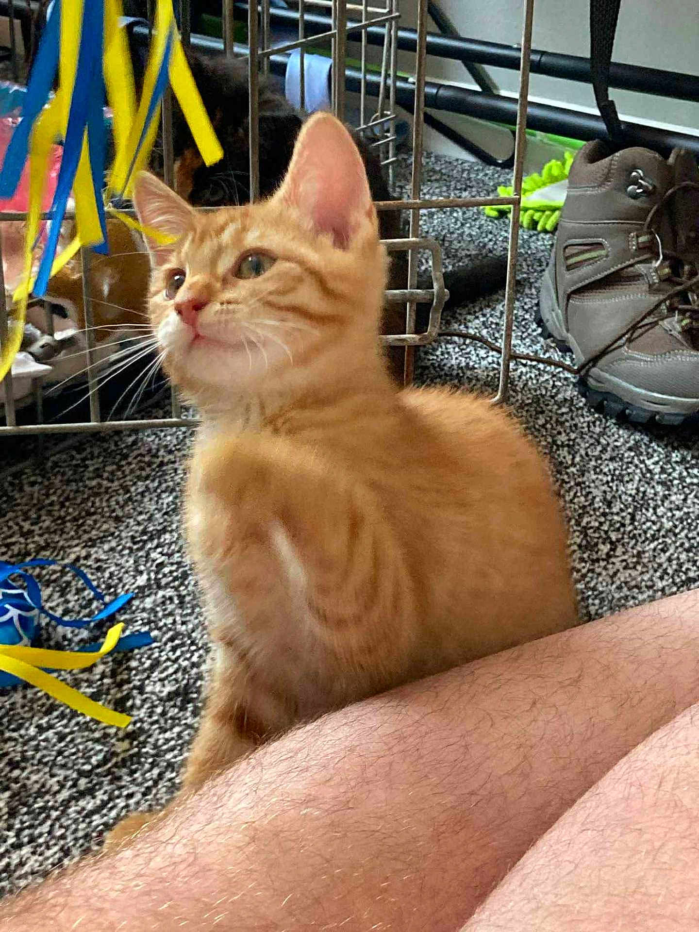 Marmalade joined the competition — help win amazing prizes! kitten, orange_tabby, cat, indoor, carpet, person_leg, cage, ribbons, toy, brown_shoes, furry, curious, pet, animal, closeup, young_cat, whiskers, ears, floor, domestic