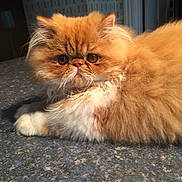 Hugo is registered to the contest to win money with this photo: animal, cat, closeup, countertop, cute, domestic, ears, eyes, feline, fluffy, fur, granite, indoor, orange, persian_cat, pet, portrait, relaxed, whiskers, white