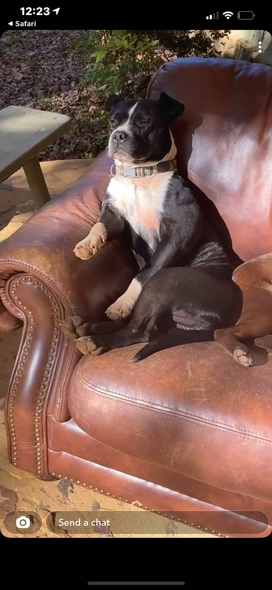 Subaru is registered to the contest to win money with this photo: canidae, carnivore, chair, collar, comfort, companion_dog, dog, dog_breed, dog_collar, fawn, formal_wear, fur, guard_dog, sitting, snout, sporting_group, terrestrial_animal, working_animal, working_dog