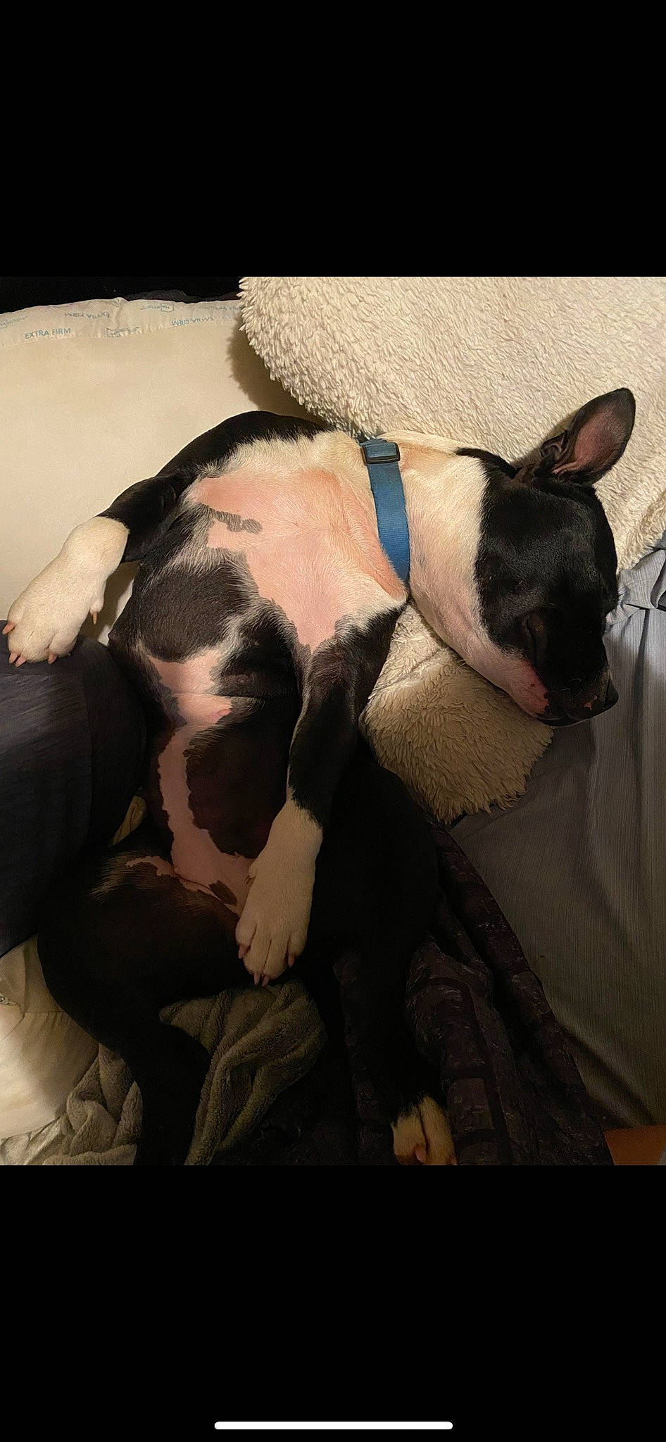 Subaru is registered to the contest to win money with this photo: art, canidae, carnivore, collar, comfort, companion_dog, dog, dog_breed, fawn, linens, nap, paw, snout, sporting_group, square, tail, tints_and_shades, whiskers, window, working_animal