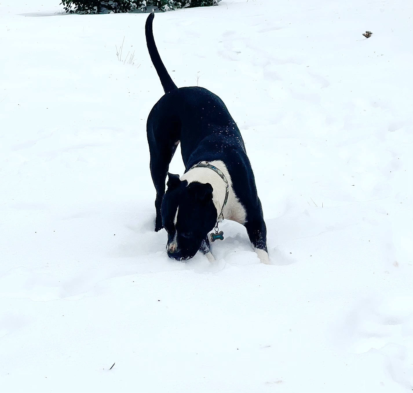 Subaru joined the competition — help win amazing prizes! arctic, canidae, carnivore, dog, dog_breed, freezing, fur, guard_dog, hunting_dog, paw, snout, snow, sporting_group, tail, terrestrial_animal, tree, winter, working_animal, working_dog