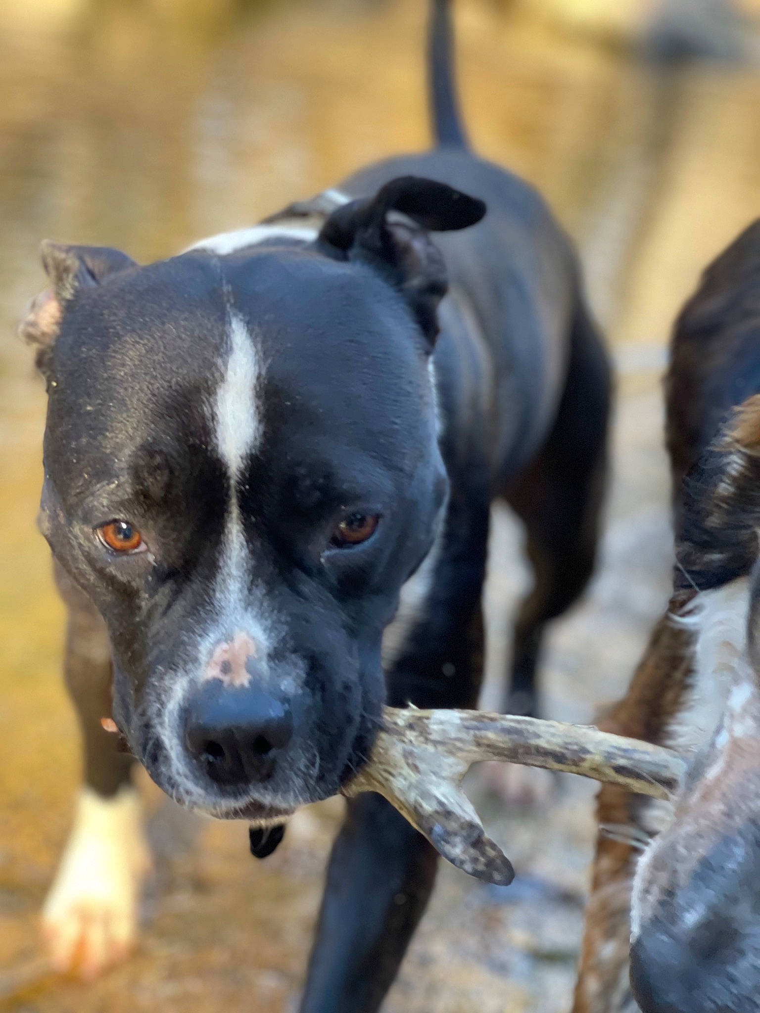 Subaru is registered to the contest to win money with this photo: adventure, canidae, carnivore, collar, companion_dog, dog, dog_breed, dog_collar, eye, fawn, guard_dog, plant, snout, soft_drink, sporting_group, street_dog, terrestrial_animal, whiskers, working_animal, working_dog