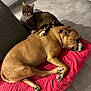 Orus participe au concours pour gagner de l'argent avec cette photo : dog, cat, sleeping, resting, tabby_cat, brown_dog, pet, indoors, floor, blanket, tile_floor, animal, companion, relaxing, cute, mammal, domestic_animal, fur, curious, cozy
